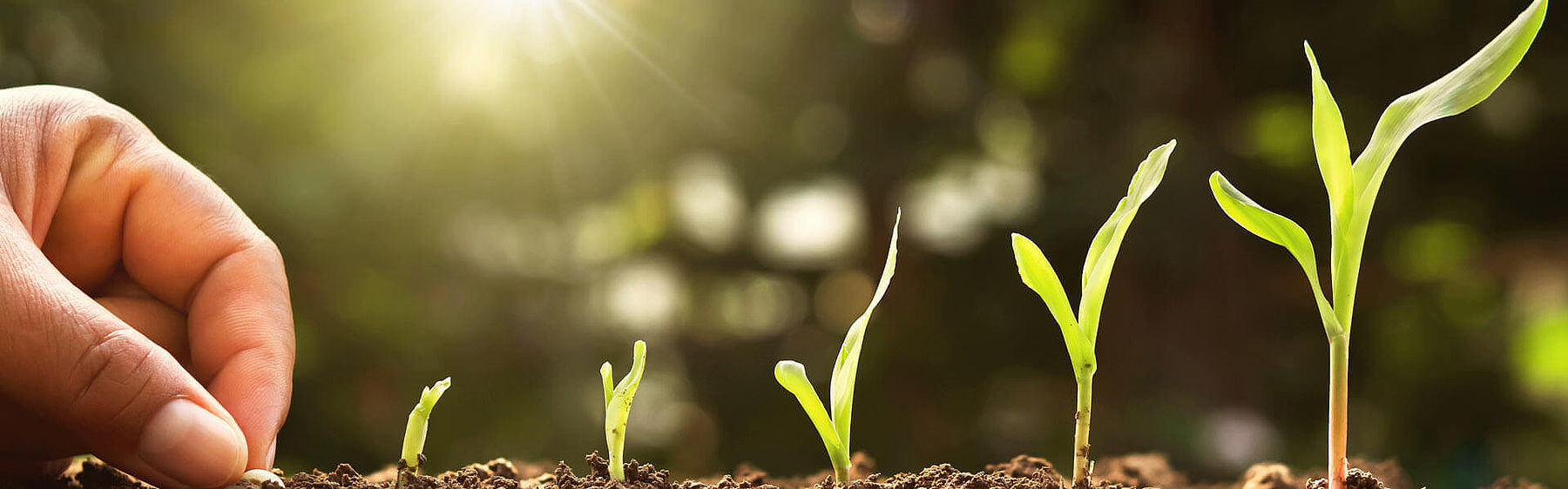Sustainable growth The growth of a plant is illustrated and shows the different stages from planting the seed to the ever-growing plant germ.