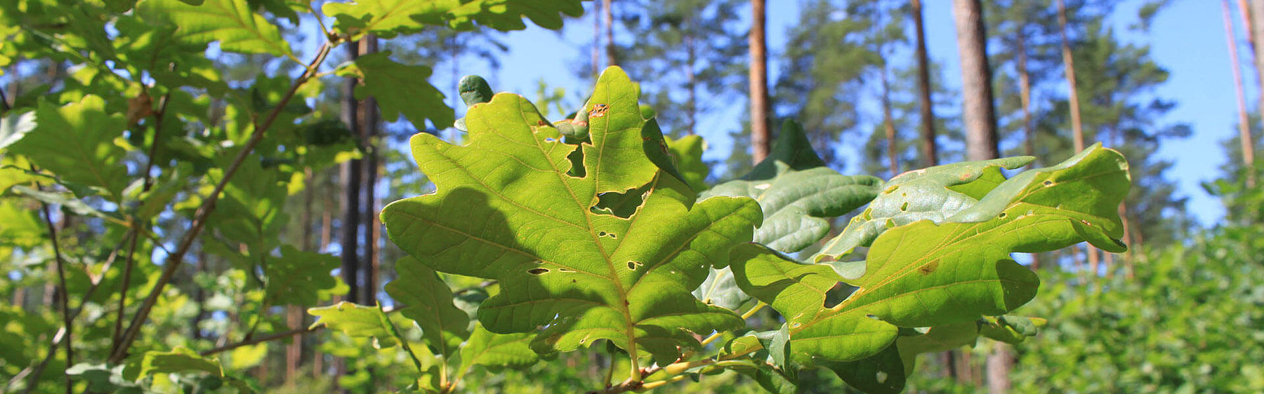 Ecological commitment Piepenbrock has defined environmental goals under the motto "Piepenbrock goes Green".