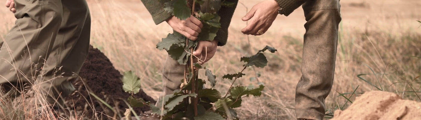 Tree planting In order to preserve old types of fruit, Piepenbrock plants rare types of fruit tree in the company forest every year.