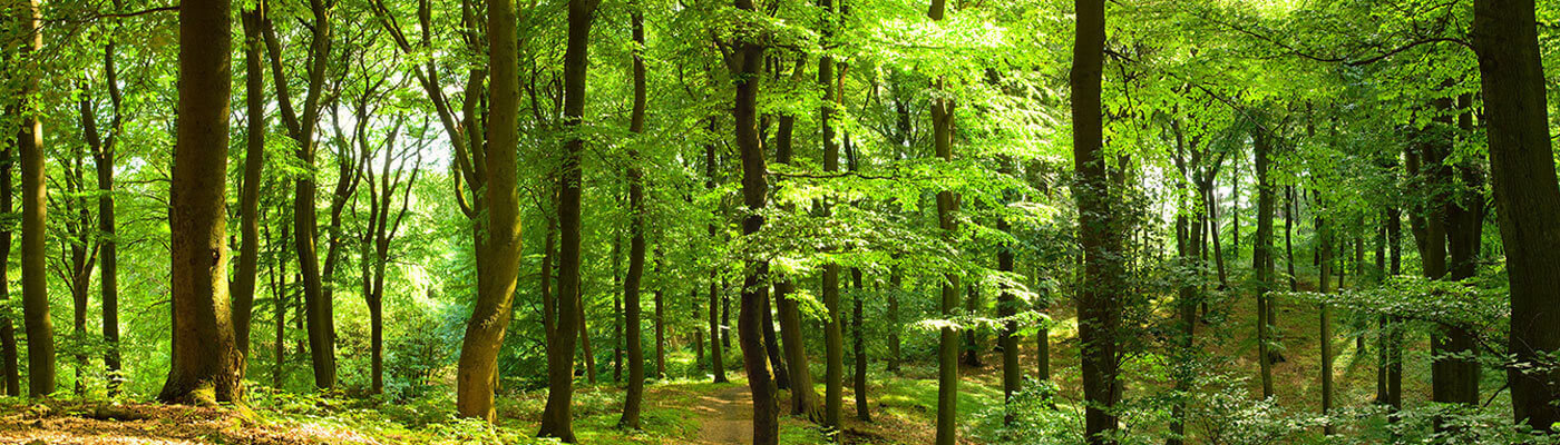 Piepenbrock Company forest Since 1995 Piepenbrock has owned a company forest in Rheinshagen in Brandenburg.