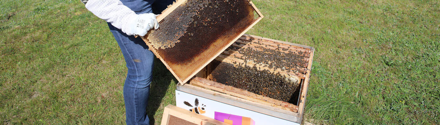 Piepenbrock Beehives A beekeeper takes care of the beehive at Piepenbrock's headquarters.