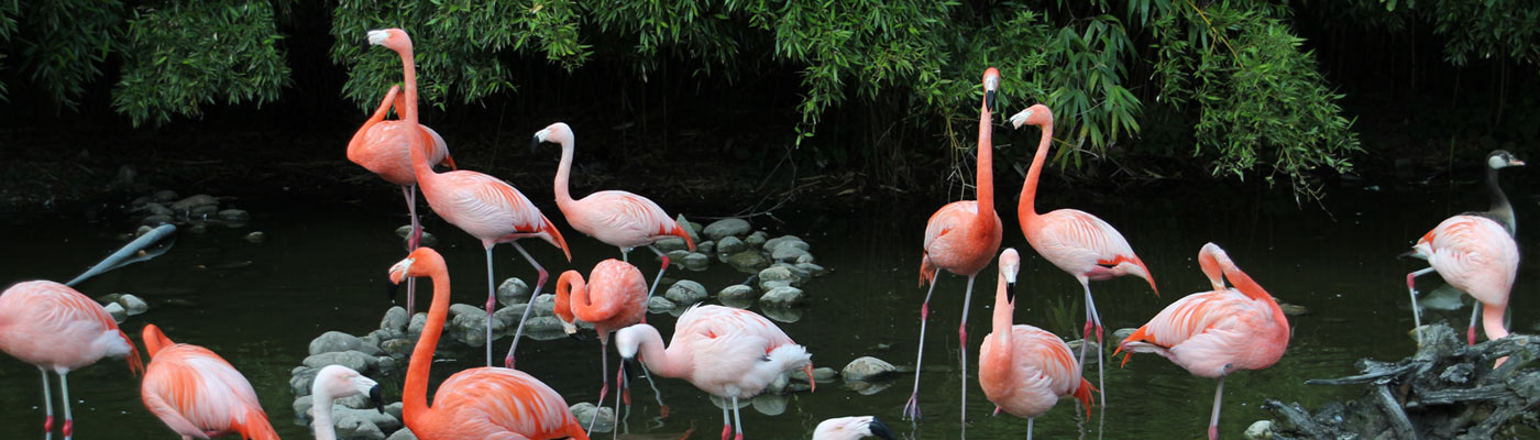Zoo partnership Piepenbrock supports Osnabrück Zoo and animals such as flamingos with sponsoring activities.